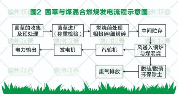 菌草变燃料 打造环保生物质发电新模式
